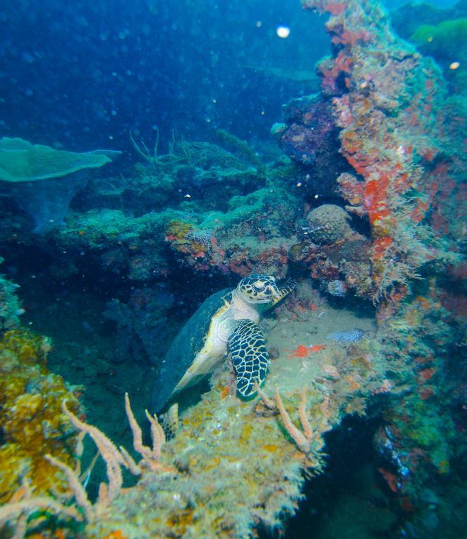Chindonan Dive And Beach Resort Coron Eksteriør bilde